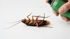 Pozbywamy się karaluchów raz na zawsze: sprawdzona w praktyce super porada